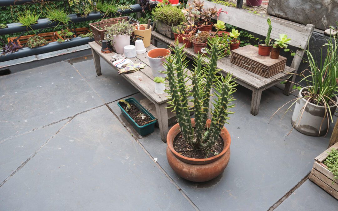 Patio Plants