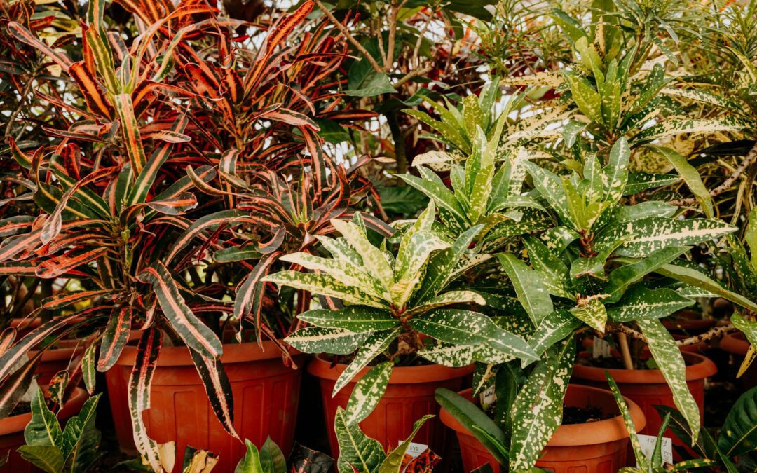 Best Plants for Your Coquitlam Backyard